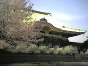 総持寺の桜